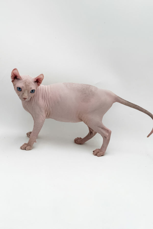 Blondie | Elf Sphynx Kitten