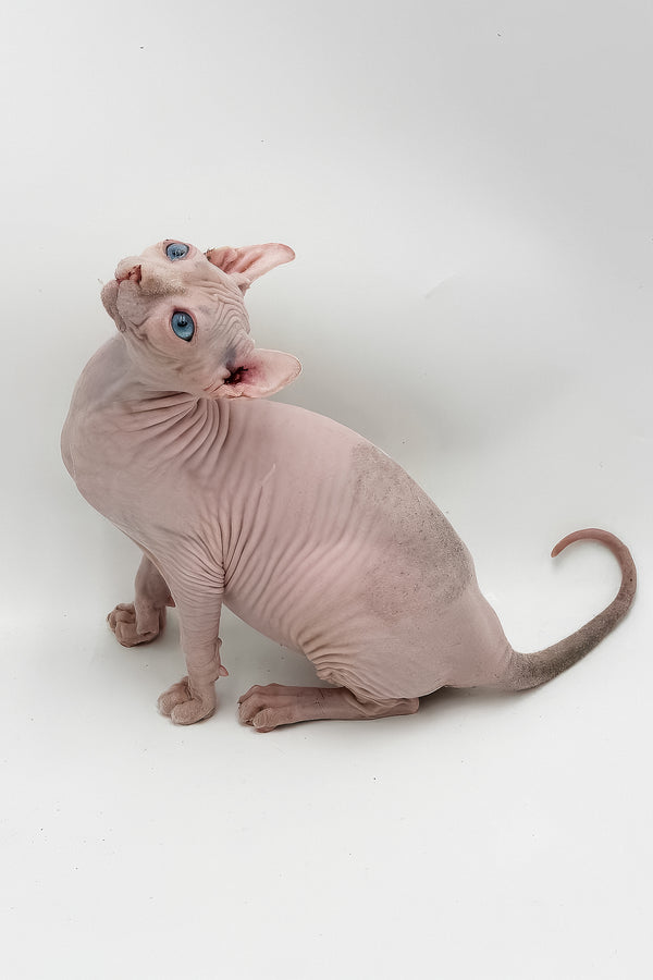 Blondie | Elf Sphynx Kitten