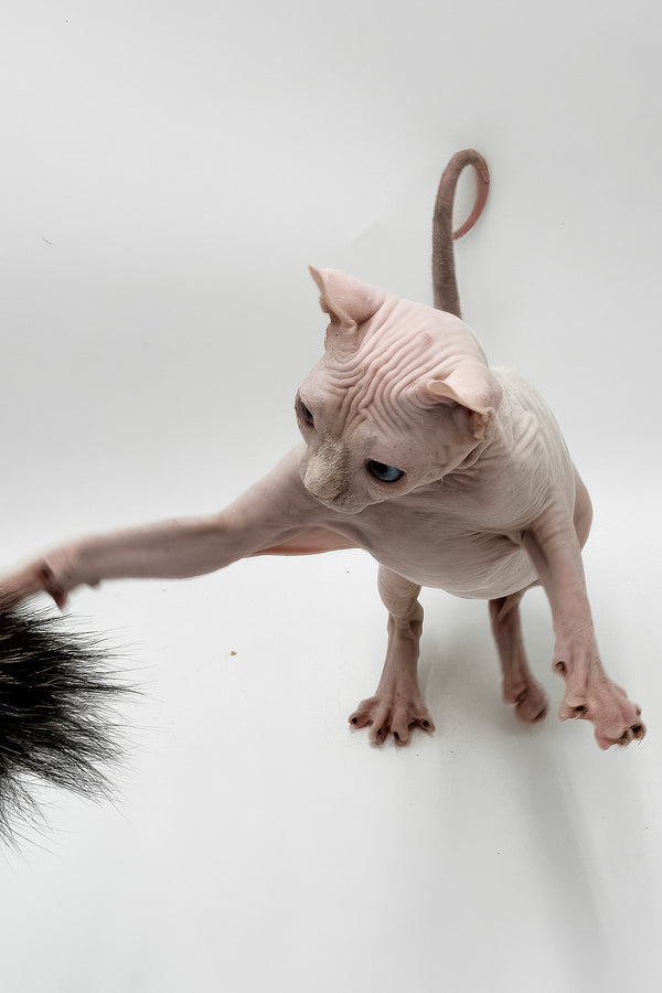 Blondie | Elf Sphynx Kitten