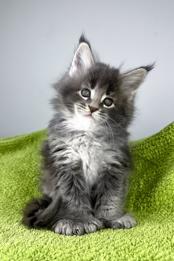 Bellini | Polydactyl Maine Coon Kitten