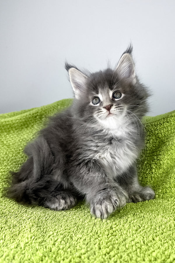 Bellini | Polydactyl Maine Coon Kitten