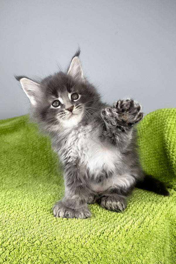 Bellini | Polydactyl Maine Coon Kitten