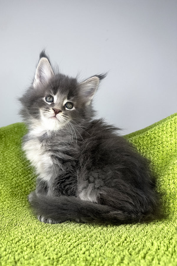 Bellini | Polydactyl Maine Coon Kitten
