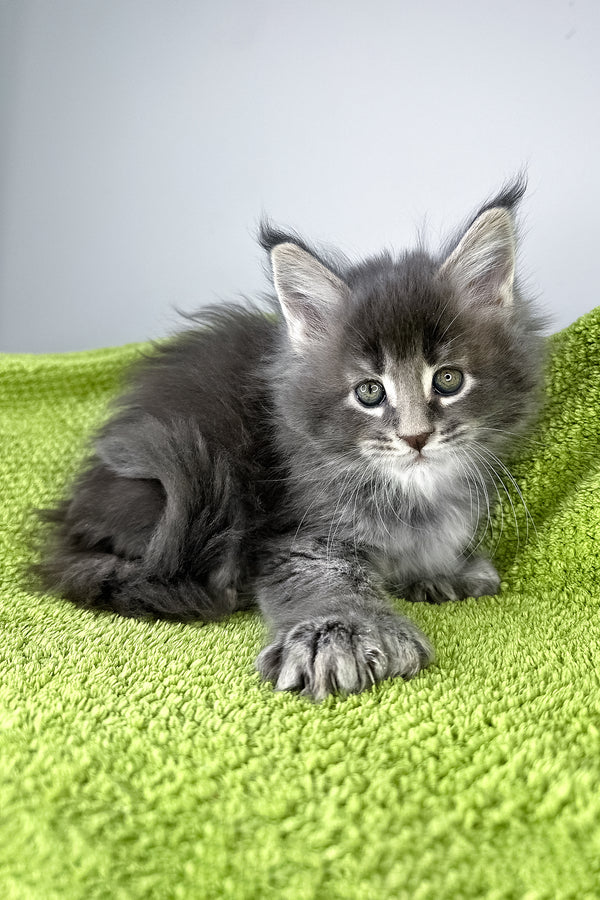 Bellini | Polydactyl Maine Coon Kitten