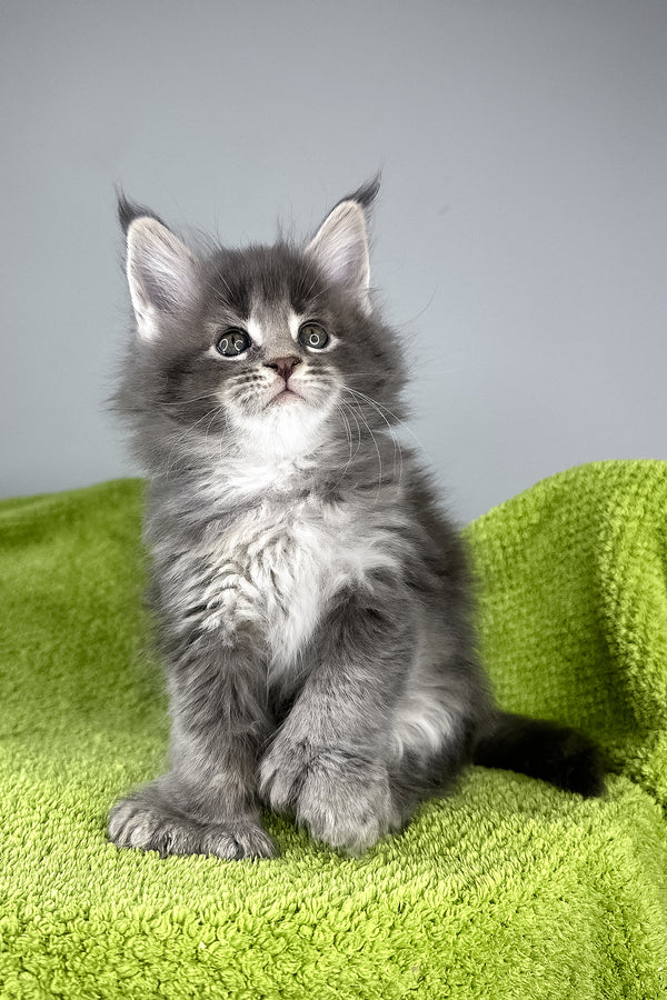 Bellini | Polydactyl Maine Coon Kitten