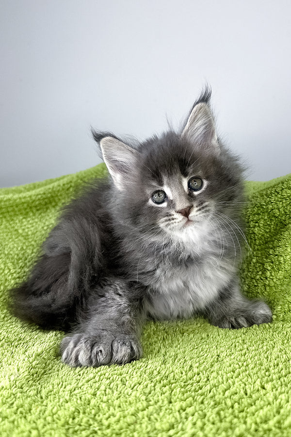 Bellini | Polydactyl Maine Coon Kitten