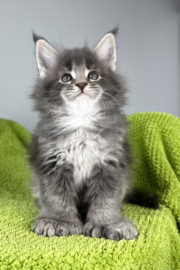 Bellini | Polydactyl Maine Coon Kitten