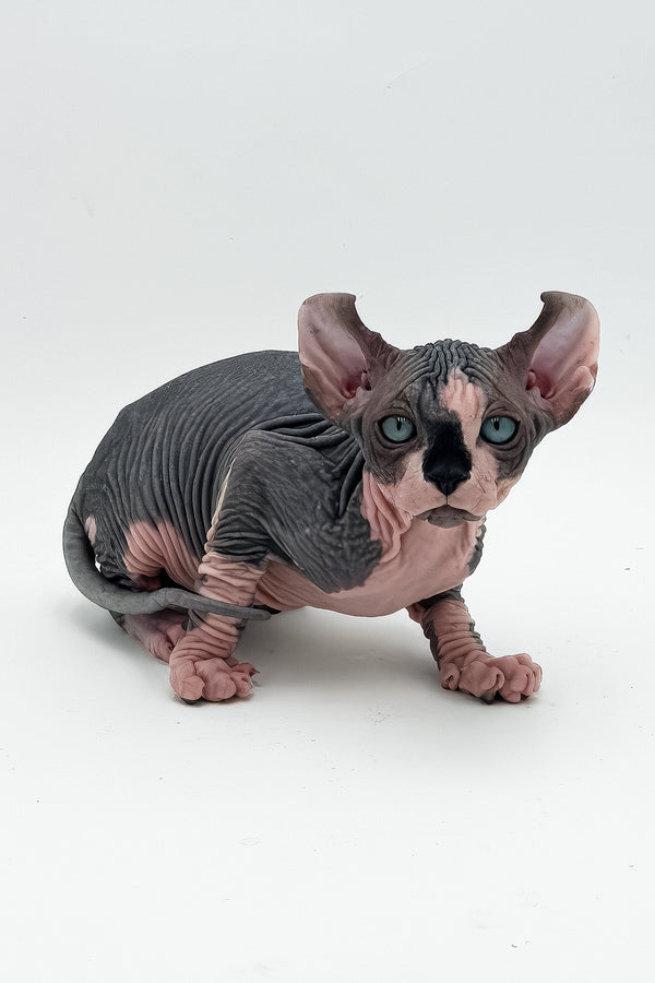 Bogart | Elf Sphynx Kitten