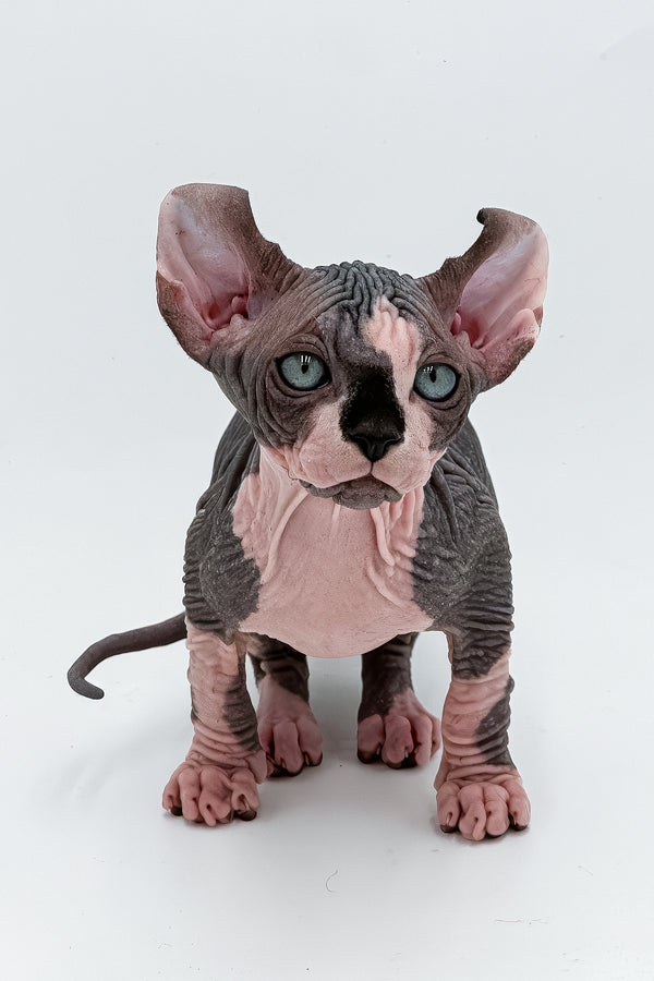 Bogart | Elf Sphynx Kitten