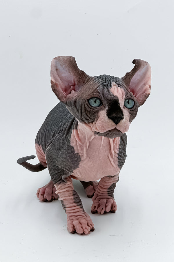 Bogart | Elf Sphynx Kitten