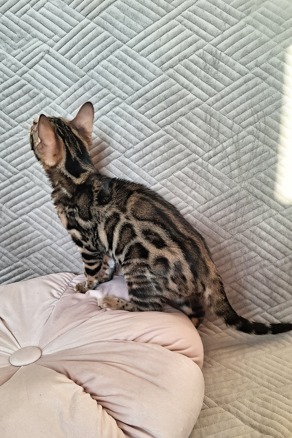 Bonnie | Bengal Kitten