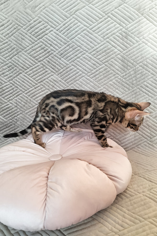 Bonnie | Bengal Kitten