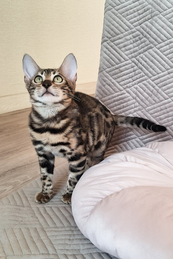 Bonnie | Bengal Kitten