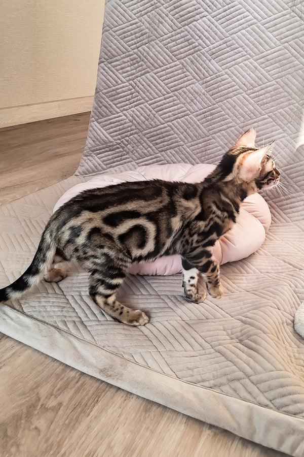Bonnie | Bengal Kitten
