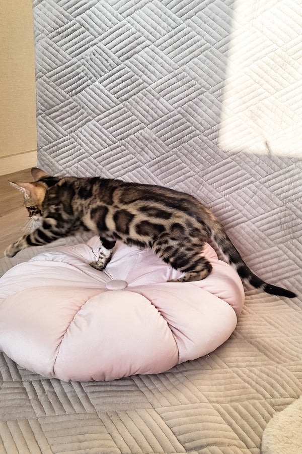 Bonnie | Bengal Kitten