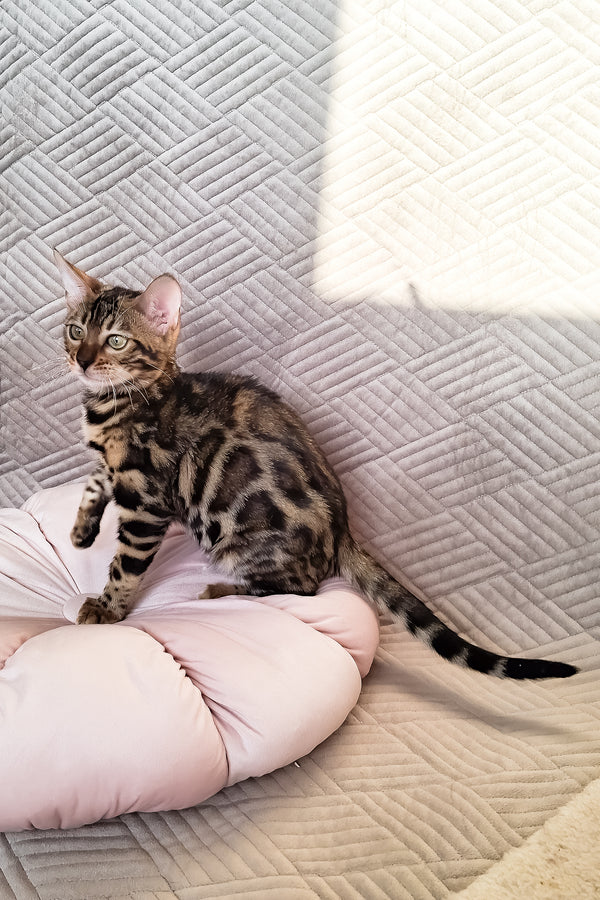 Bonnie | Bengal Kitten