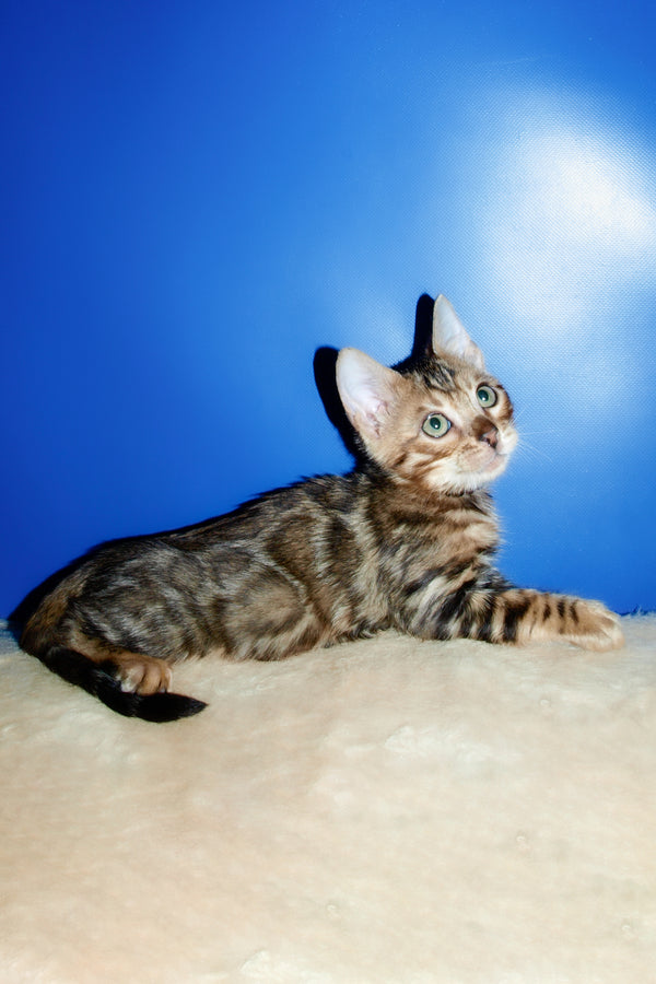 Boris | Bengal Kitten
