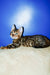 Boris | Bengal Kitten