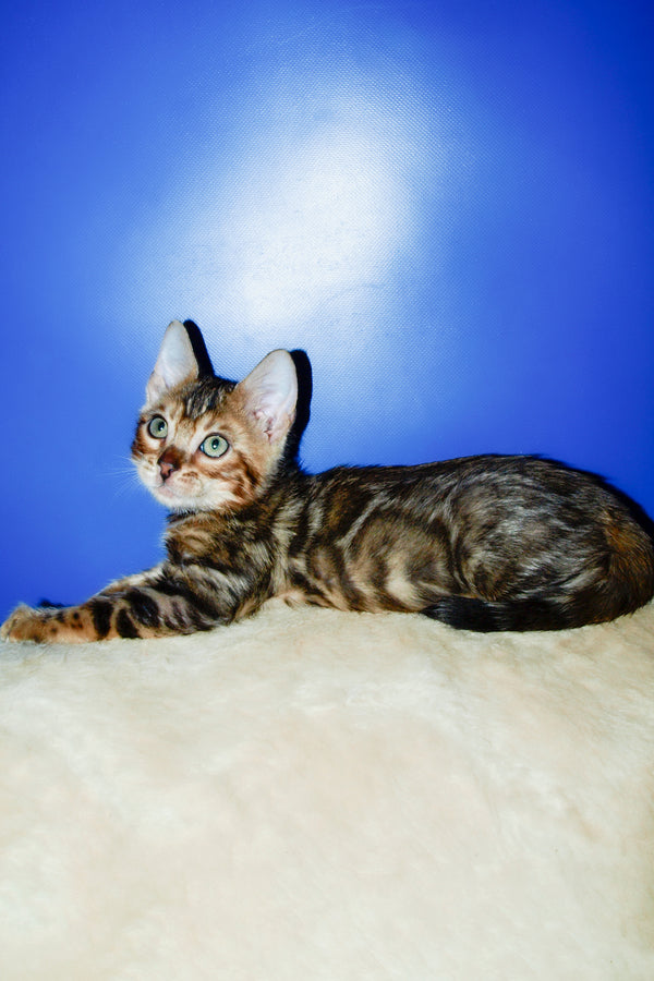 Boris | Bengal Kitten