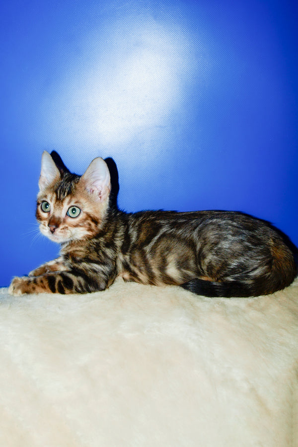 Boris | Bengal Kitten