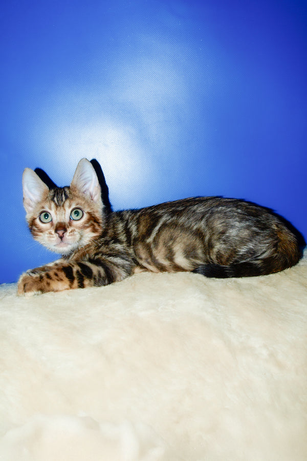 Boris | Bengal Kitten