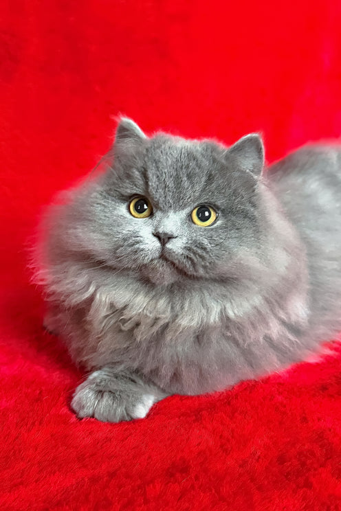 Boss | Munchkin Longhair Kitten