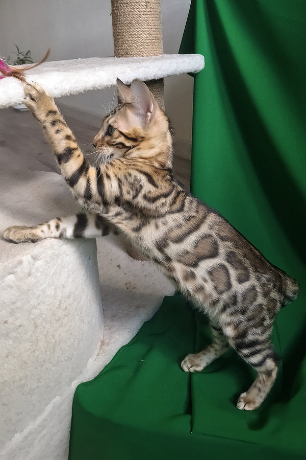 Boston | Bengal Kitten