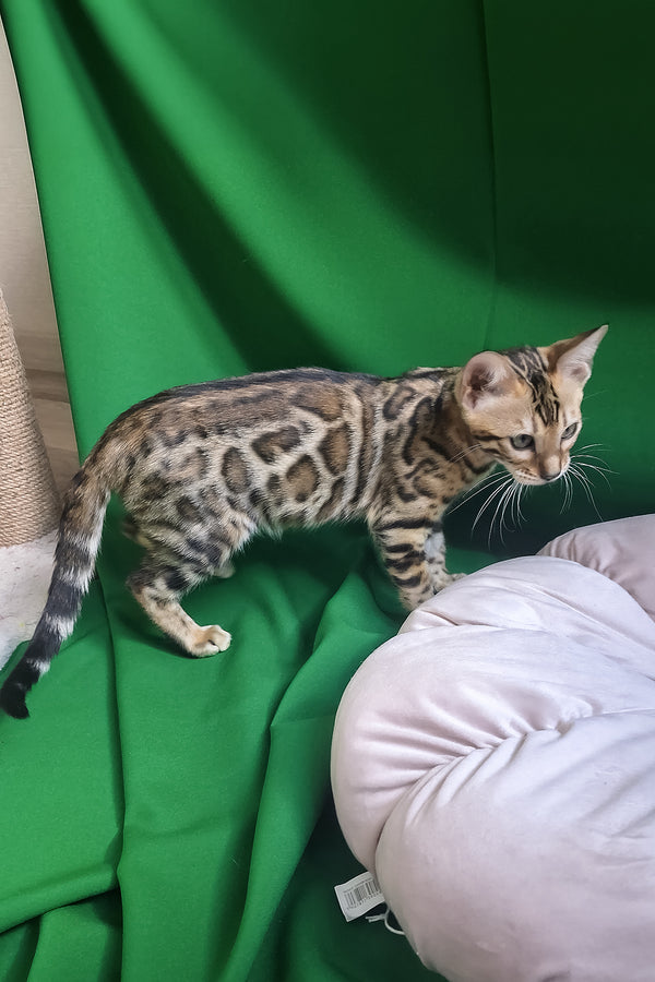 Boston | Bengal Kitten