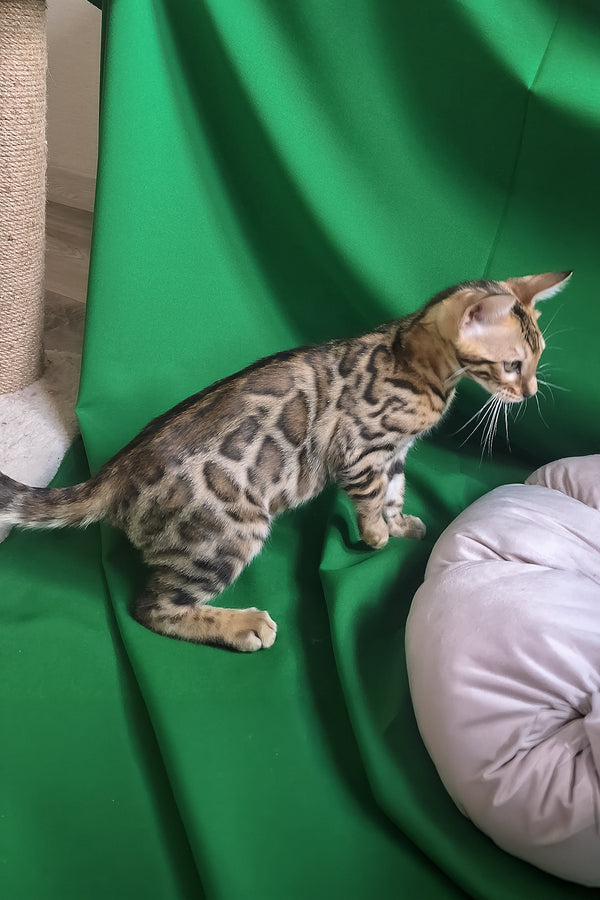 Boston | Bengal Kitten