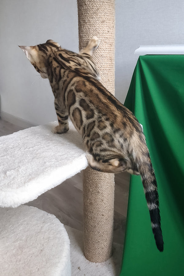 Boston | Bengal Kitten
