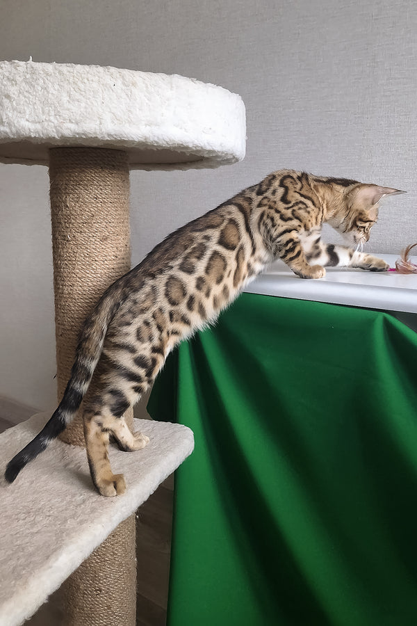 Boston | Bengal Kitten
