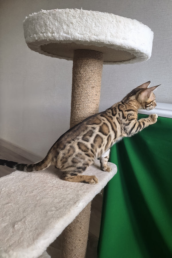Boston | Bengal Kitten