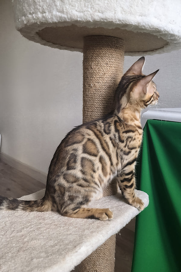 Boston | Bengal Kitten
