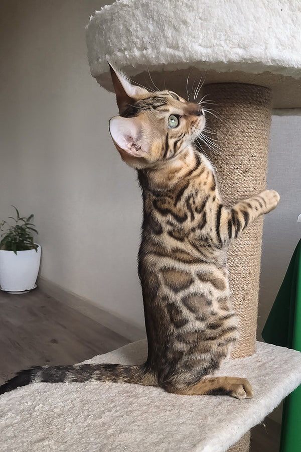 Boston | Bengal Kitten