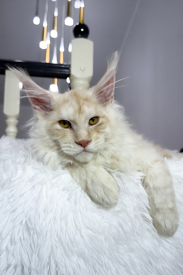 Bounty | Maine Coon Kitten