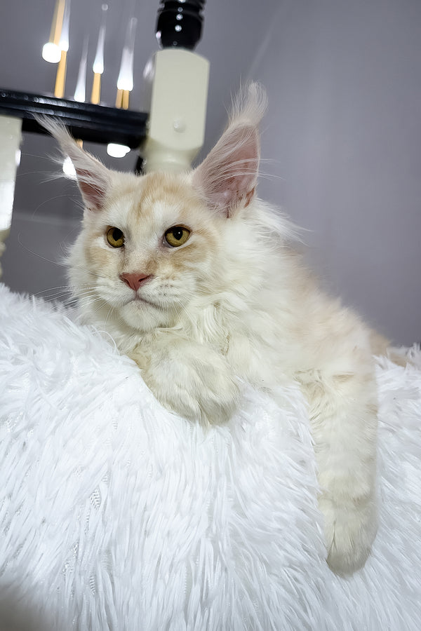 Bounty | Maine Coon Kitten