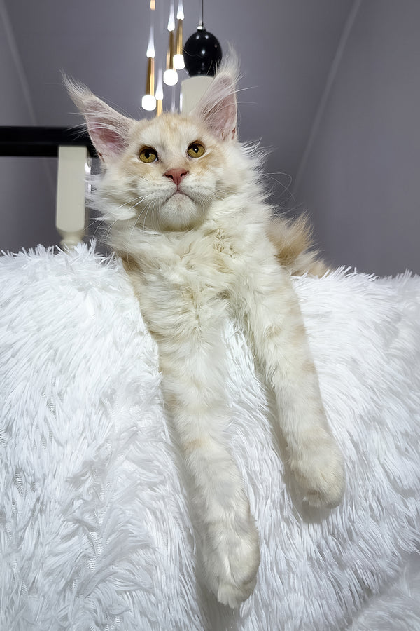 Bounty | Maine Coon Kitten