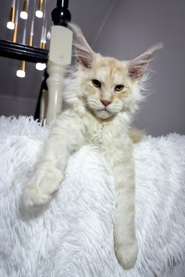 Bounty | Maine Coon Kitten