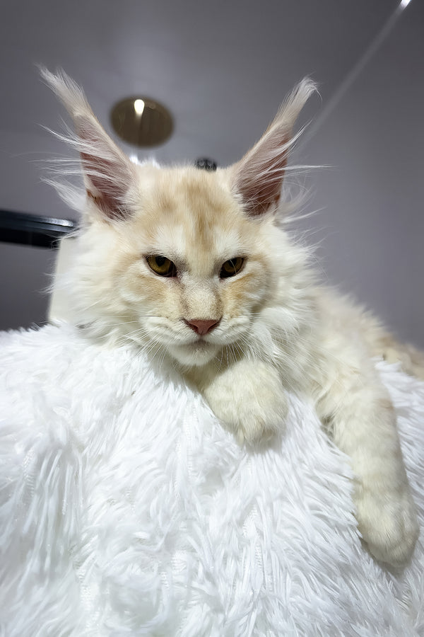 Bounty | Maine Coon Kitten
