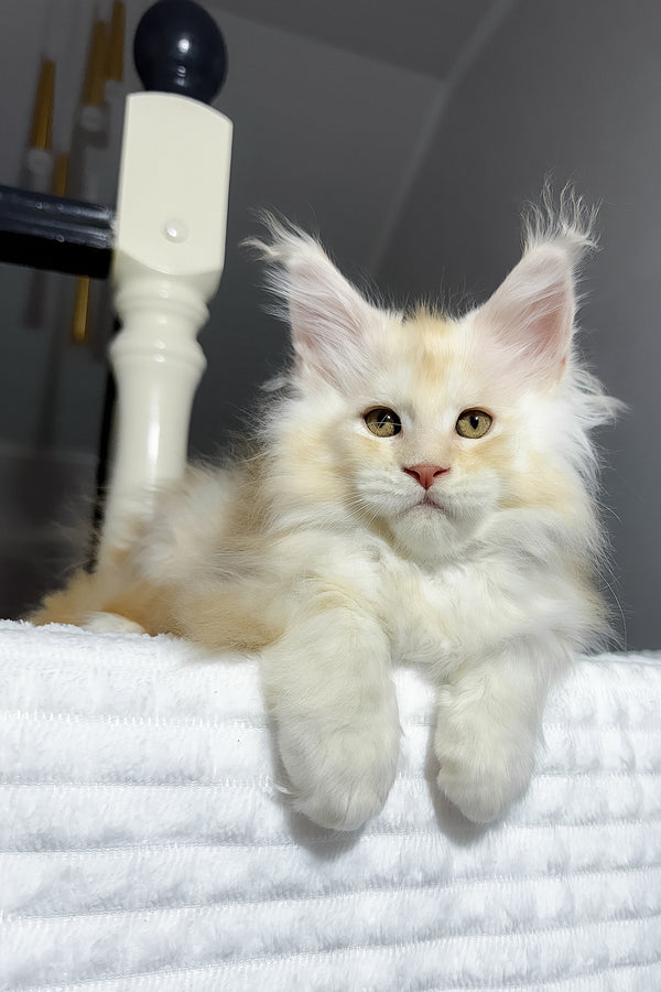 Bounty | Maine Coon Kitten