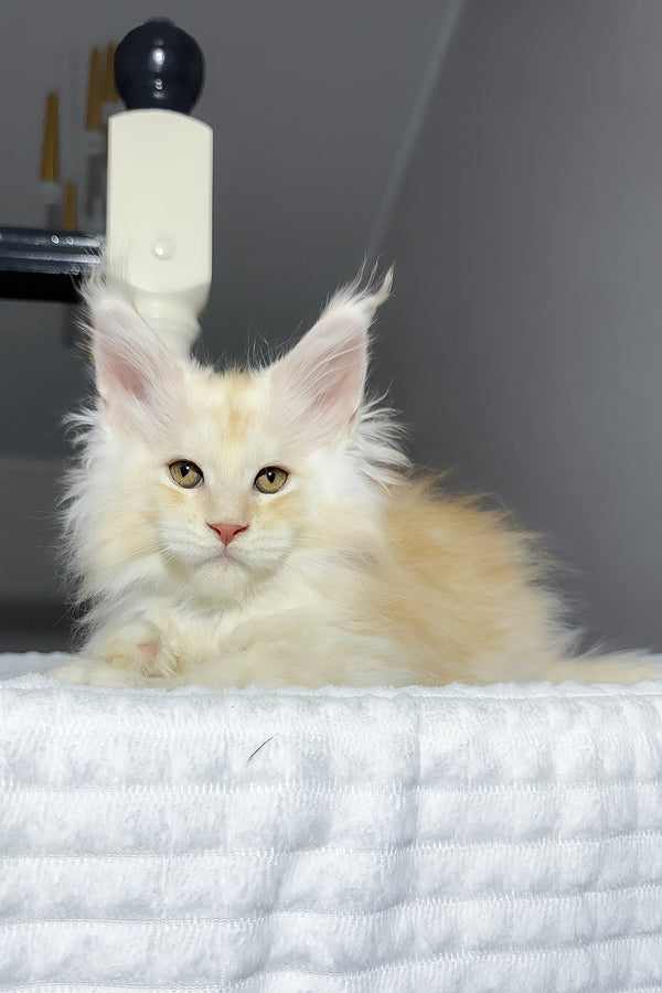 Bounty | Maine Coon Kitten