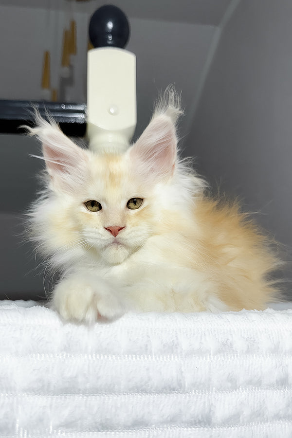 Bounty | Maine Coon Kitten