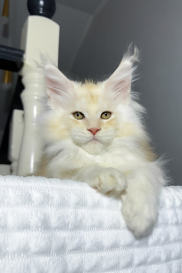 Bounty | Maine Coon Kitten