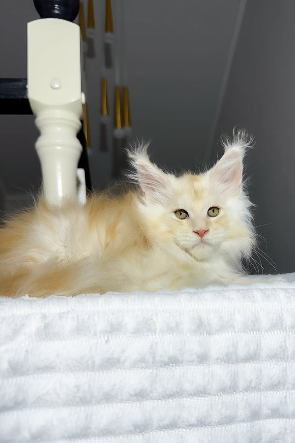 Bounty | Maine Coon Kitten