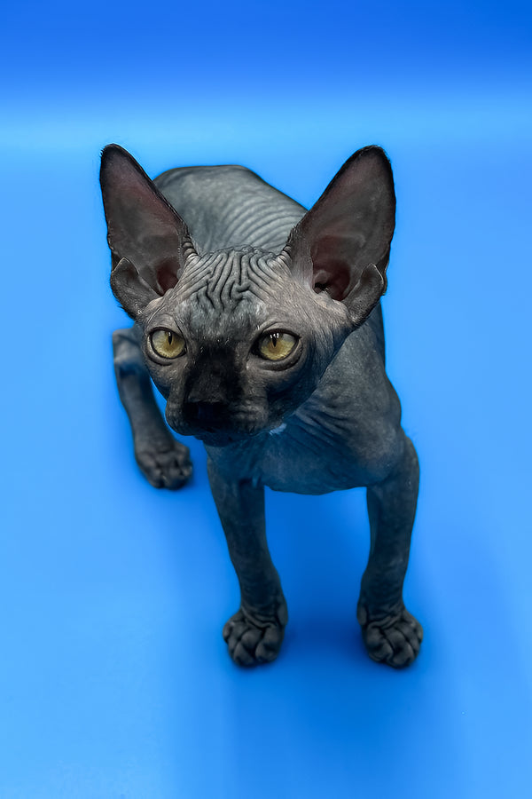 Bowie | Sphynx Kitten