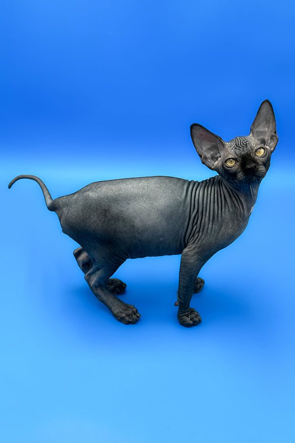 Bowie | Sphynx Kitten