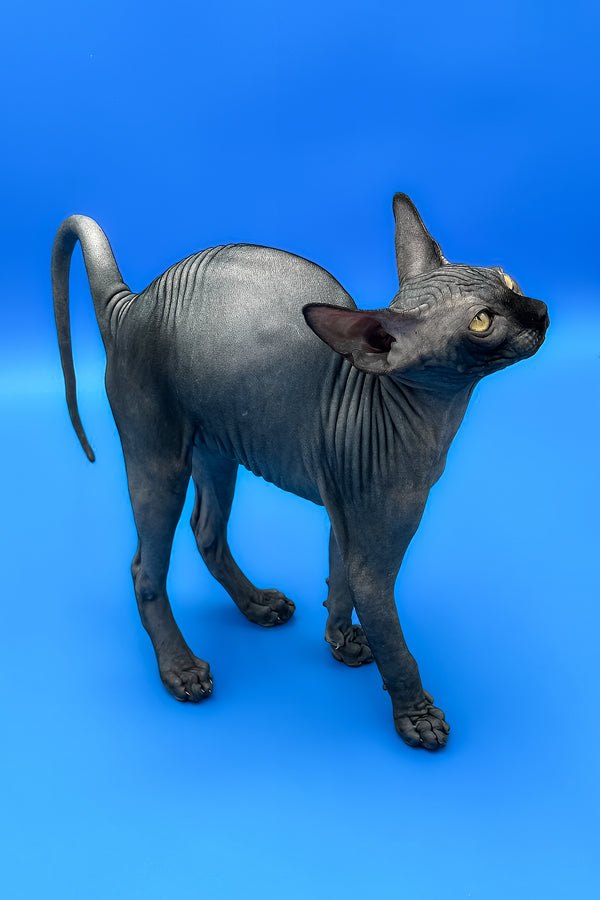 Bowie | Sphynx Kitten