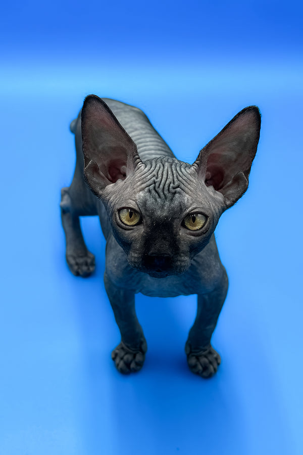 Bowie | Sphynx Kitten