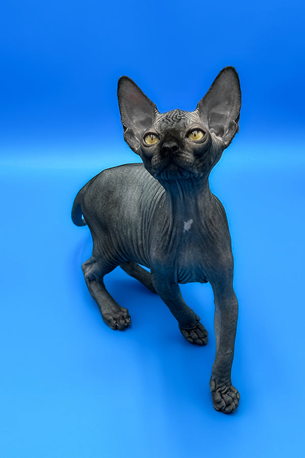 Bowie | Sphynx Kitten