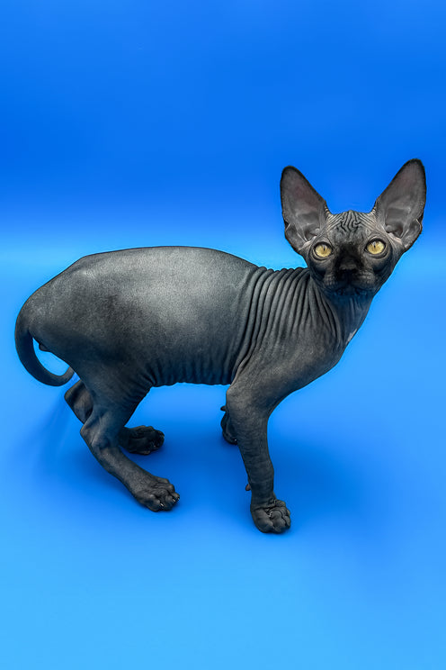 Bowie | Sphynx Kitten